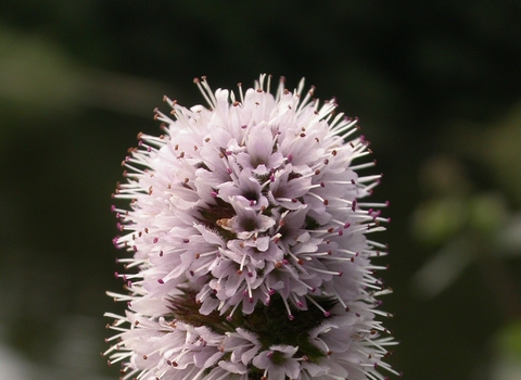 Water Mint