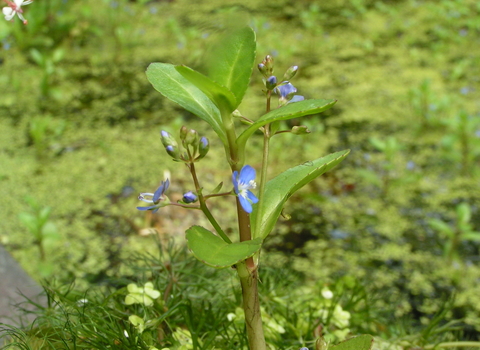 Brooklime
