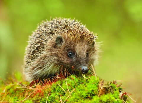 hedgehog