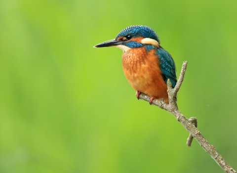 Kingfisher