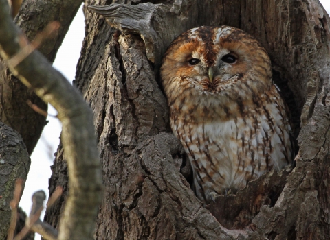 Tawny owl