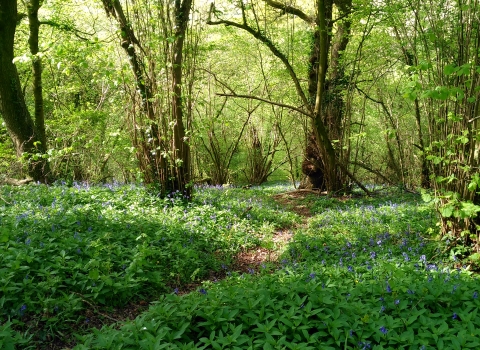 Footpath through bluebells in Aller Woods taken by Mark Green