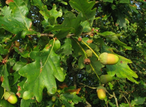 Close up of oak leaves and acorns by Rob Wolton
