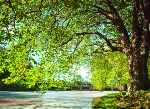 A tree overhanging the River Tone in French Weir Park in Taunton