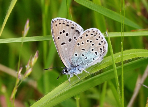 Large blue butterfly on a blade of grass John Lindley