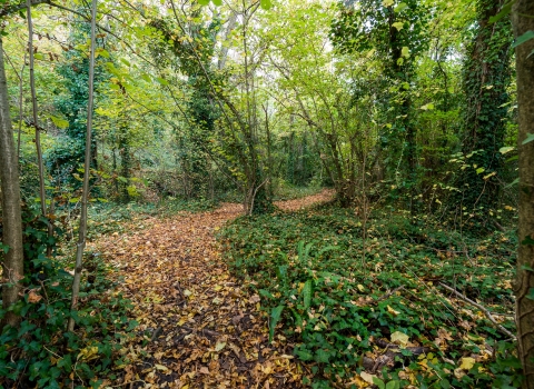 Thurlbear Wood leafy path Matt Sweeting
