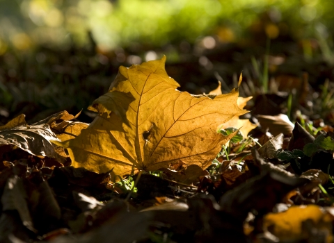 Autumn leaf sunlight Ben Simmonds