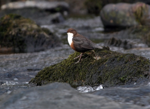 Dipper on a rock Brian Phipps