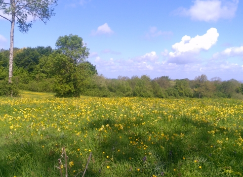 Dundon Beacon with flowers and ble sky Mark Green