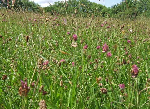 Edford Meadows with wild flowers