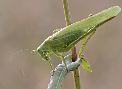 Great green bush cricket Heath McDonald