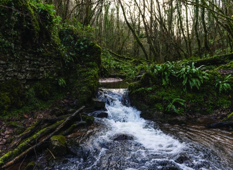 Harridge Woods with stream Matt Sweeting