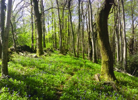 King's Castle Wood footpath through wood Neil Watson