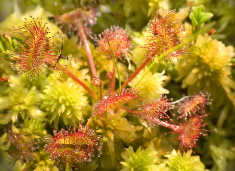 Roundleaved sundew close-up I stock Leszek Wygachiewicz