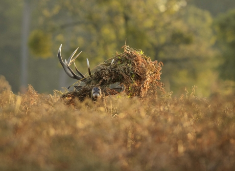 Red deer stag with bracken on his antlers Terry Whittaker