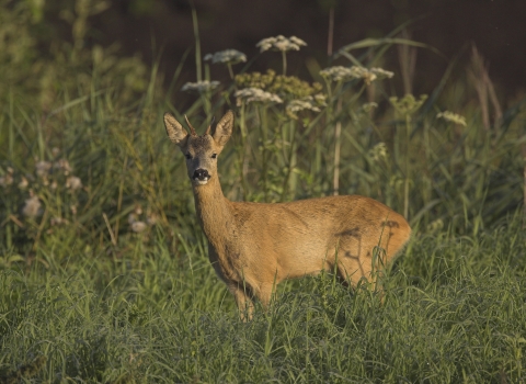 Side on photo of roe deer looking straight at camera