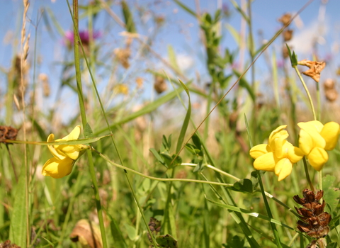 Close up of birds foot trefoil taken from ground level with blue sky background Steve Bond