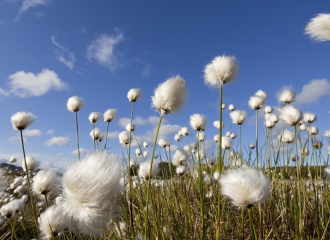 Cotton grasses take at ground level with wonderful blue sky background