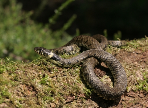 Grass snake coiled up on mossy tree