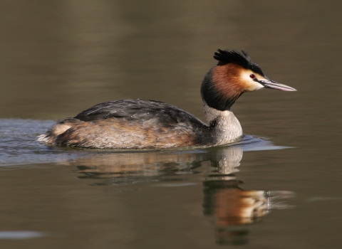 Close-up of great crested grebe swimming