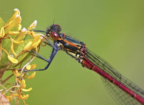 Close-up of large red dameselfly on a yellow flower