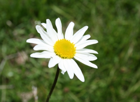 Close-up ox-eye daisy