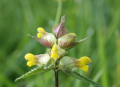 Close-up yellow rattle Cath Shellswell