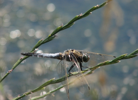 Close-up black tailed skimmer on seeded grass stalk