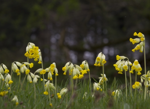 Close-up of several cowslips taken form ground level