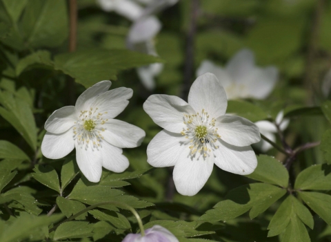 Close-up of two wood anemone flowers and leaves