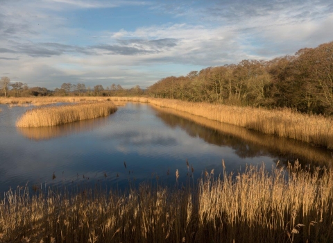 View of Catcott showing water and reed beds