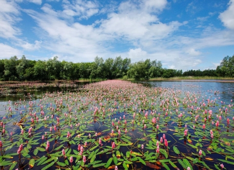 Water lilies Westhay Moor Guy Edwardes