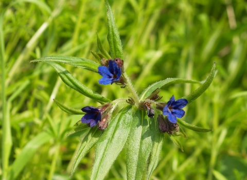 Close-up purple gromwell Peter Baker