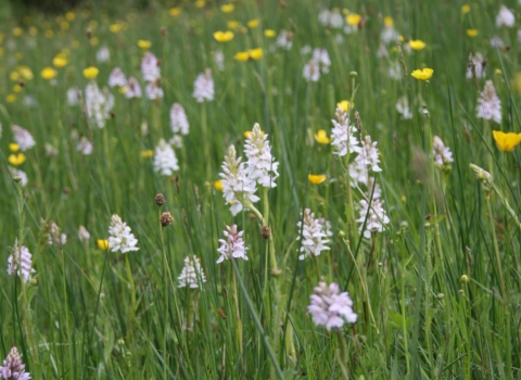 common spotted orchid