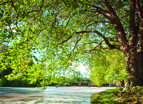 French Weir Park and River Tone