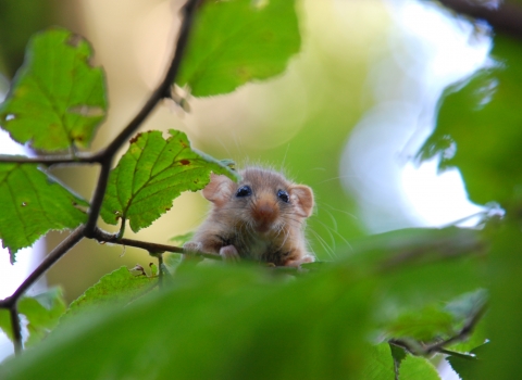 Dormouse in tree