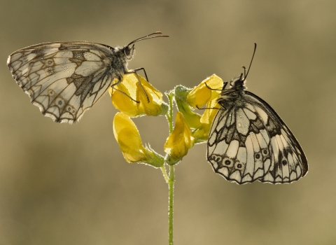 Marble white butterflies