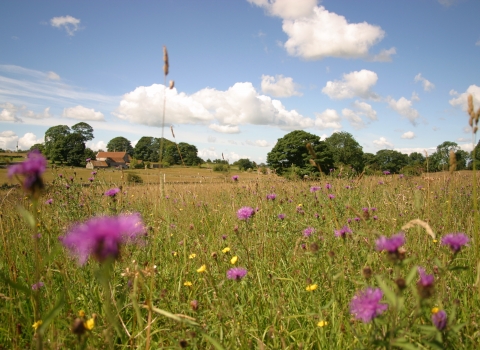 chancellors farm