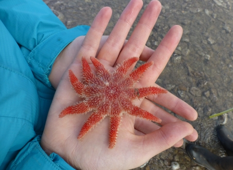 Sunstar in hands