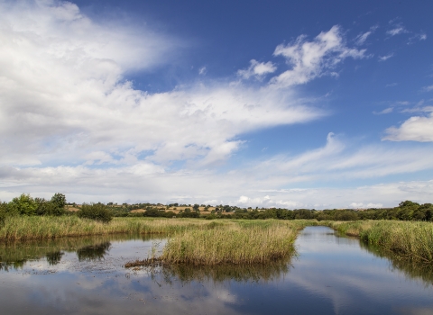 Westhay Moor