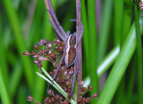 Close-up of raft spider