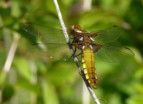 Small bodied chaser Becky Walters