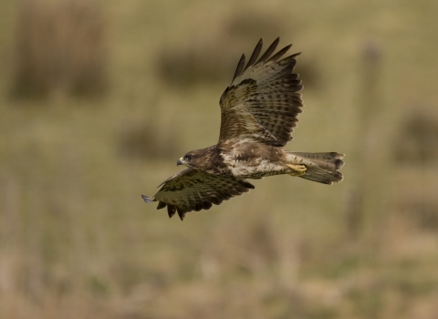 Buzzard flying Ben Simmonds