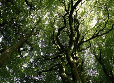 Canopy of trees