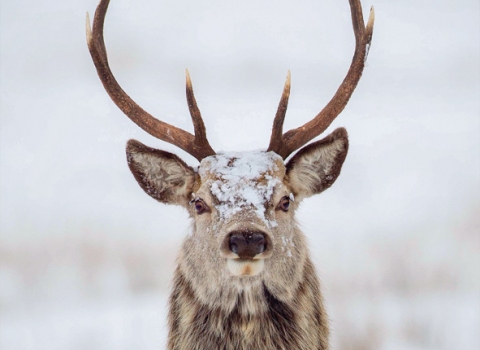 Christmas Cards - stag