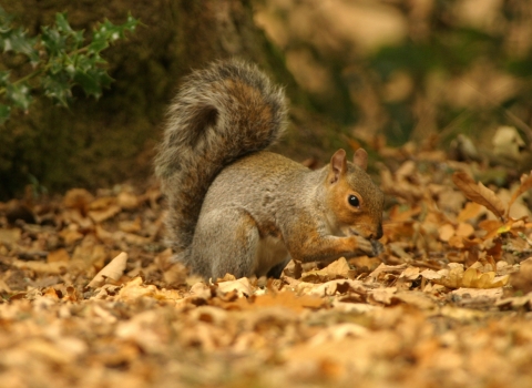 Grey squirrel in autumn leaves Brian Phipps