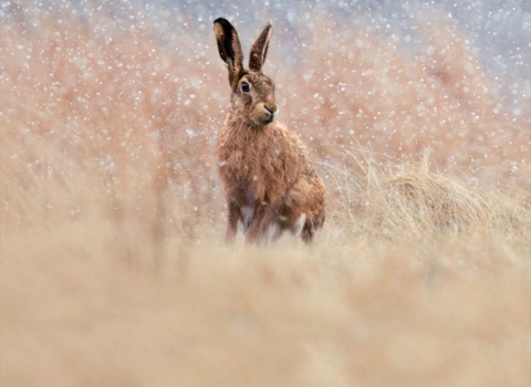 Christmas card - Hare