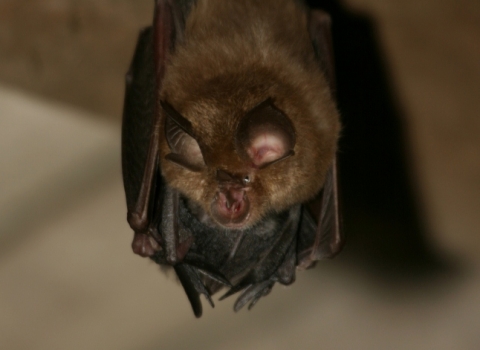 Horseshoe Bat