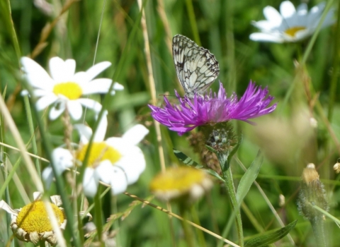butterfly in meadow
