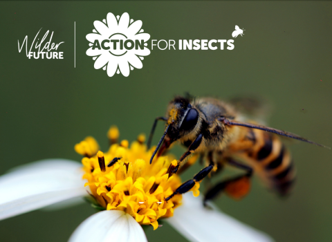 action for insects